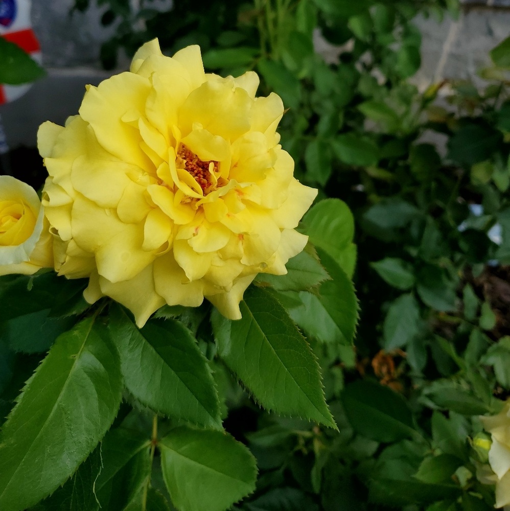 Meet your Posher, Cynthia